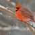Northern Cardinal